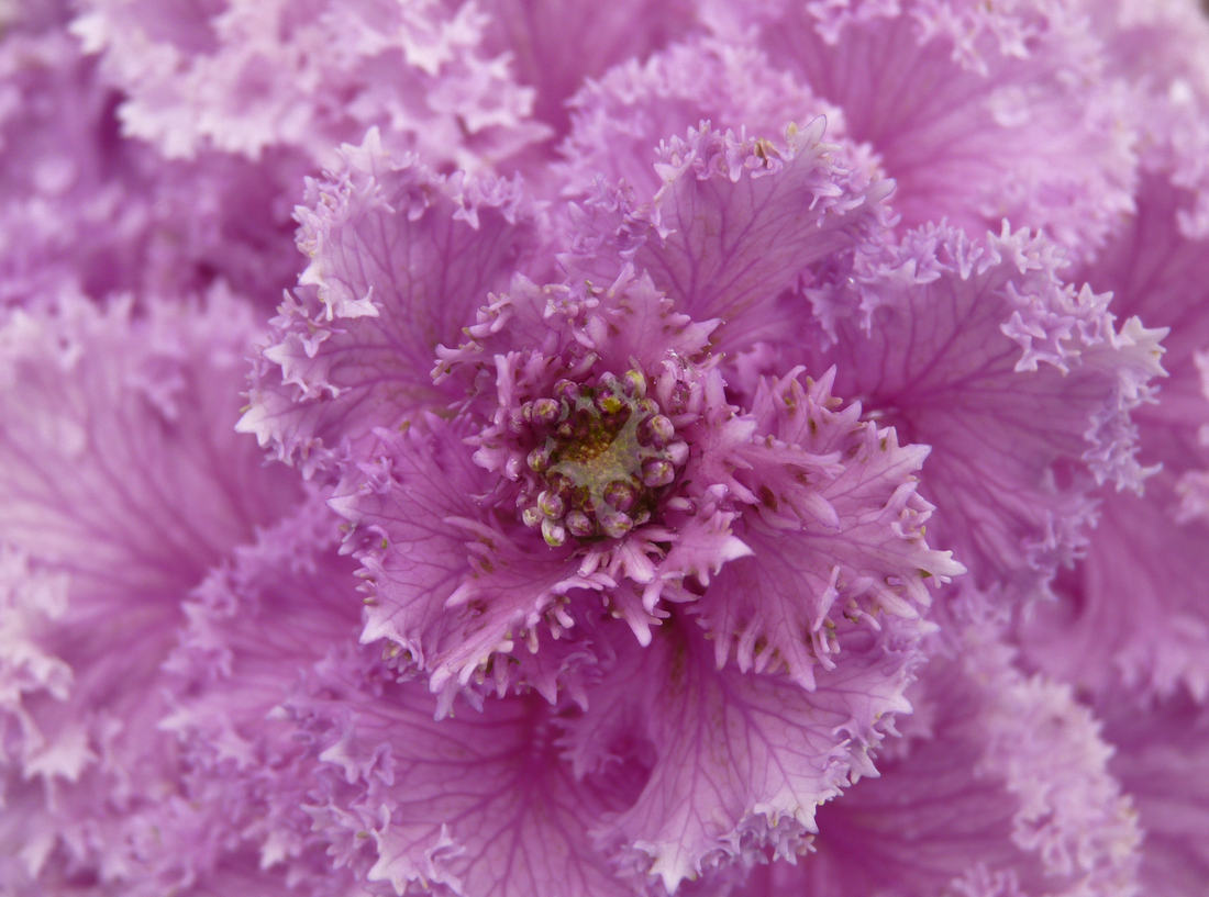 Vaginal flora: The microbiome that protects your intimate health and How to keep it in balance